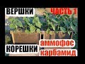 Как растет подсолнечник под стеклом с разными удобрениями. Часть 1.