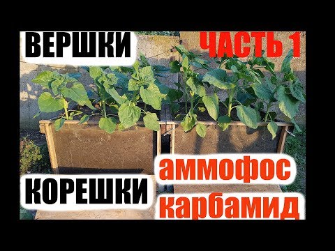 Как растет подсолнечник