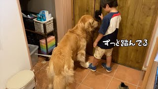 緊急事態発生で、息子の足を踏んでも全く気が付かない愛犬w by もふもふゴールデンレトリバー 15,893 views 8 days ago 3 minutes, 55 seconds