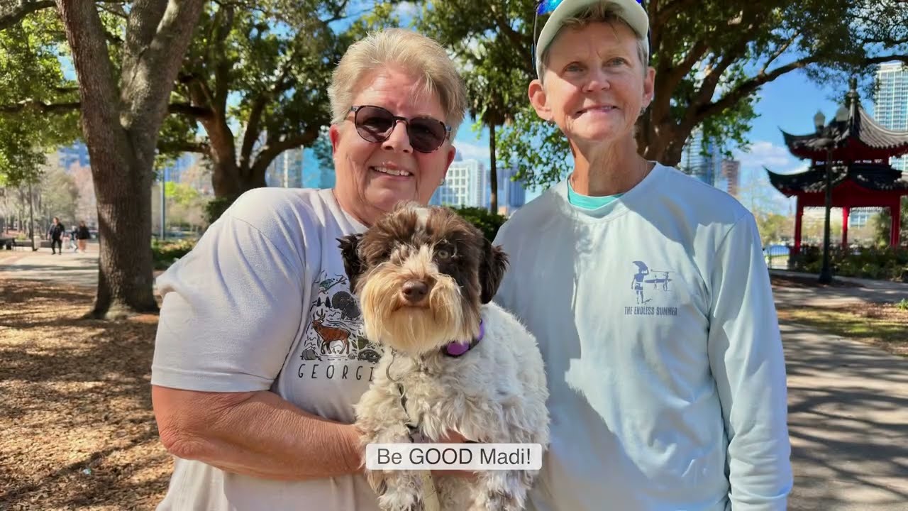 Explosively Reactive Schnauzer Transformed In 4 Weeks