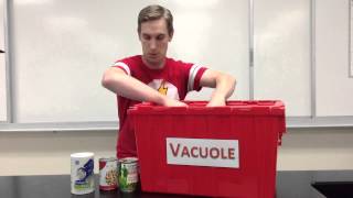 Vacuole
