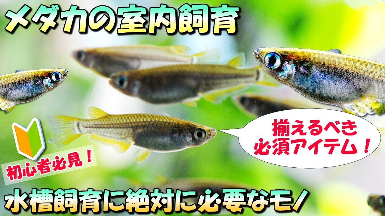 初心者でも失敗しないメダカの室内飼育水槽の立ち上げ方と必要なモノや飼育方法を紹介 Youtube