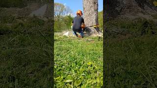 36 inch chain hand file cutting big spruce #stihl #500i #logging