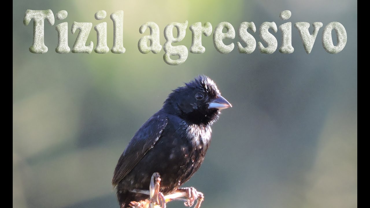 Tiziu canto agressivo gravado ao vivo em HQ para ensinamento de filhotes