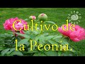 Cultivo de la Peonia.