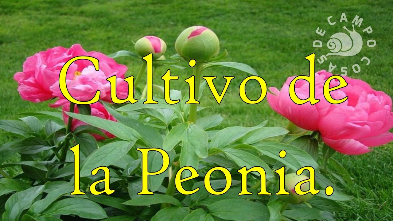Cultivo de la Peonia. - YouTube