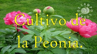 Cultivo de la Peonia.