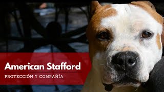 American Stafford - Todo Sobre el Amstaff | Terránea