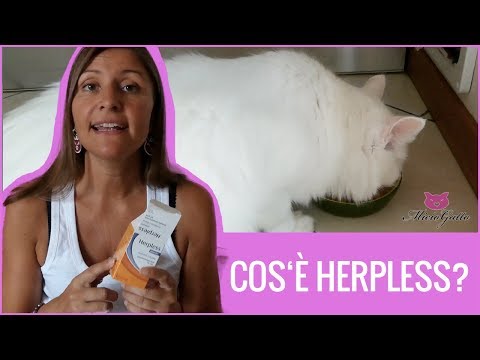 Video: Cosa fa la lisina per i gatti?