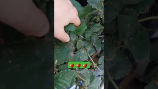 Las fresas de flor rosa que trajimos de Galicia se van recuperando y dan nuevas flores #huertourbano