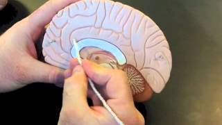 Brain Model