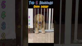 Cute puppy#pets  #animals  #heartwarming  #funny #dogs