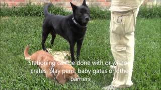 Training Multiple Dogs - Stationing