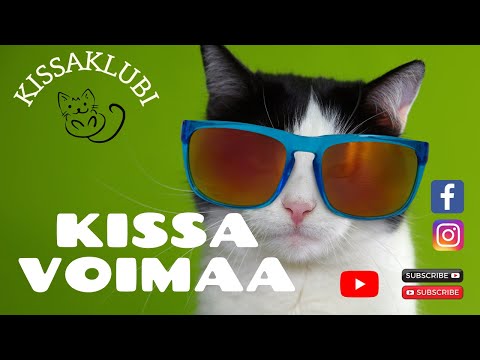 Video: Kuinka Kissat Löytävät Tiensä Kadonneeksi?