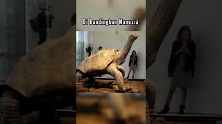 lebih besar dari apa yang kita dipikirkan #shorts #pintaislandtortoise #sapiterbesar #kurakura