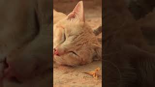 Charming Cat Pet part 06#Short
