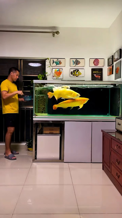 Feeding giant super red Arowana