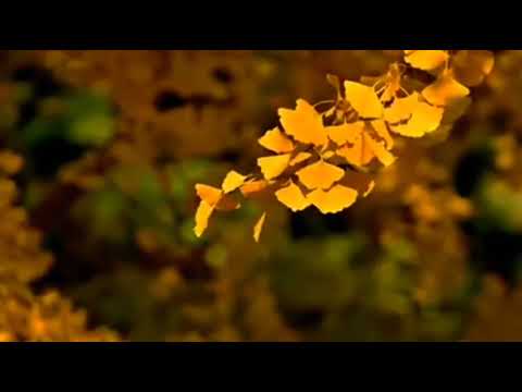 恋 曲 1990【罗大佑）