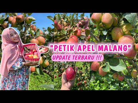 Video: Petik Apel - Kapan Dan Cara Memanen Apel