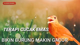 TERAPI MASTERAN BURUNG CUCAK EMAS PAPUA/pitohui gacor