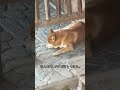こっち向いて！#柴犬#可愛い#癒し