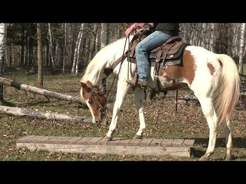 Horse Bridge Obstacles with Jesse Krier