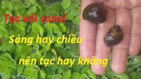 Cách tạc Vôi canxi 99% hay supper Canxi cho ốc Bươu Đen trên bể bạc sau cho hiệu quả cao