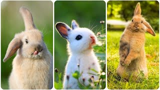 A Furry Friend for All: The Cutest Bunny Rabbit by Pets Expo 98 views 5 months ago 2 minutes, 12 seconds