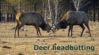 Deer headbutting. Борьба маралов.