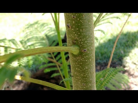فيديو: مشاكل مع أشجار Jacaranda - معلومات عن قضايا مرض شجرة Jacaranda