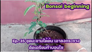 Bonsai beginning Ep.35 ขุดมะขามใต้ต้น เอาลงกระถาง ดัดเตรียมทำบอนไซ