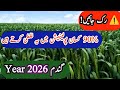 Wheat pollination process ||wheat crop care at pollination stage|Super agriculture vlog