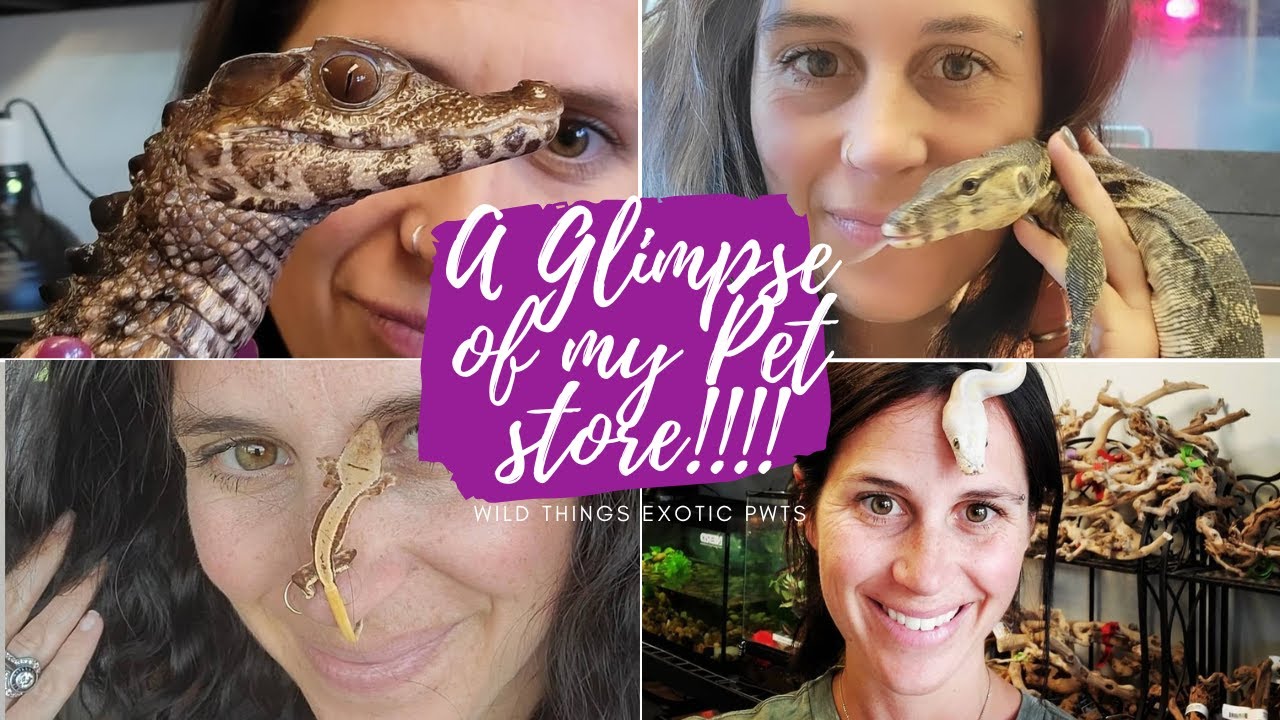 A Glimpse Of My Pet Store!! Wild Things Exotic Pets.... YouTube