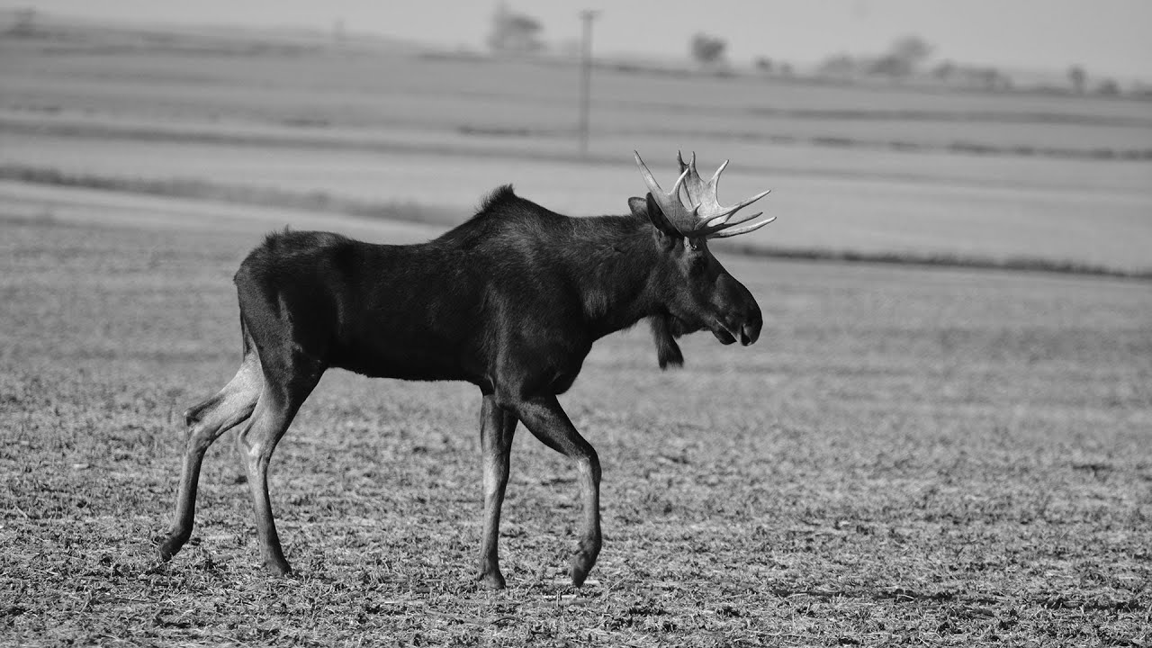 bighorn sheep canyon colorado 2016 Moose, Elk, Bighorn Sheep Lottery Preview - NDGNF