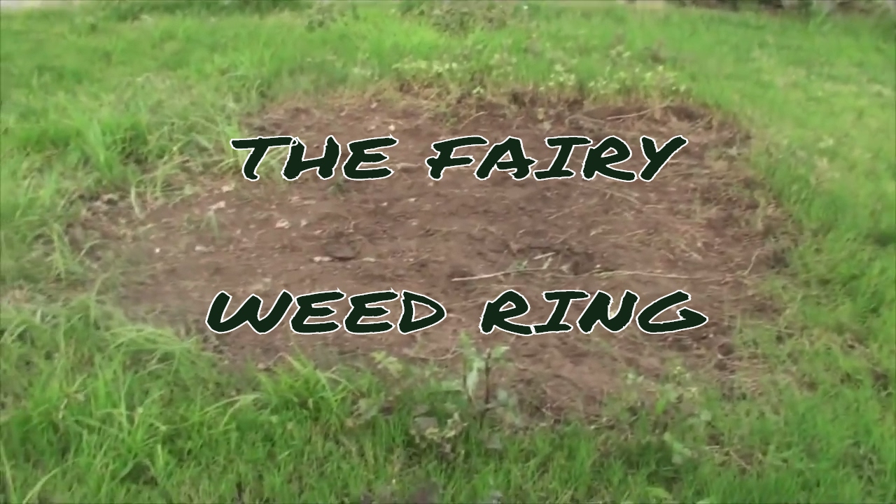 neighborhood synonym THE FAIRY WEED RING