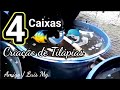 Criação de Tilápias em 4 Caixas D'agua / Diretamente de MG...  Amigo Luis.