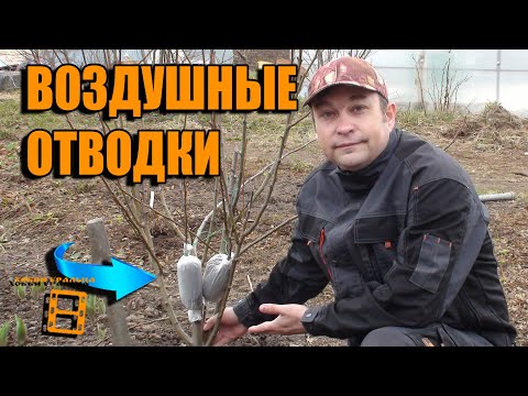 ВОЗДУШНЫЕ ОТВОДКИ - СУПЕР СПОСОБ УКОРЕНЕНИЯ ЧЕРЕНКОВ СПОСОБ №2. ЛУЧШИЙ СПОСОБ РАЗМНОЖЕНИЯ ДЕРЕВЬЕВ