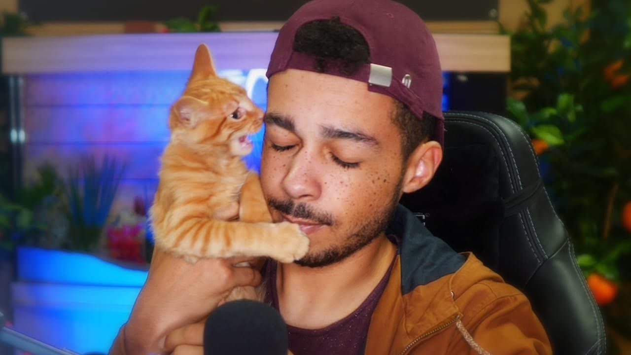 LE CHATON ABANDONNÉ QUE J'AI RECUEILLI (1 mois après)