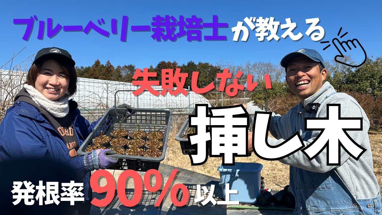 【挿し木】ブルーベリー失敗しない挿し木の方法をブルーベリー栽培士が分かりやすく実演解説します！