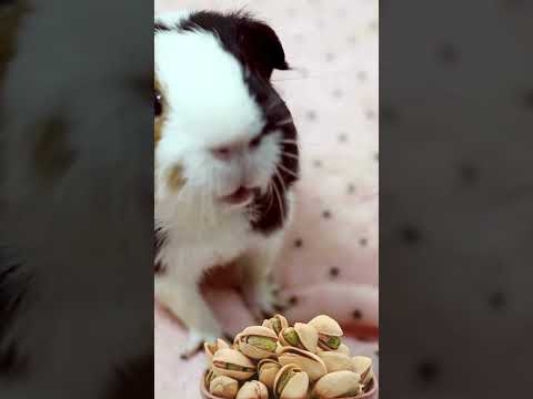 Can Guinea Pigs Eat Pistachios?