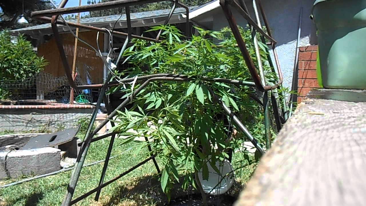 feeding my original triple super sour og kush clone