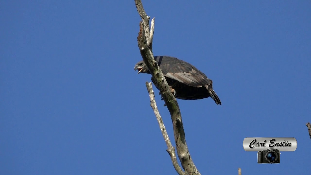 African Crowned Eagle Call