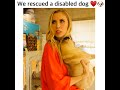 We Rescued A Disabled Dog!