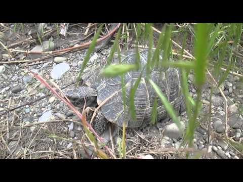 კუ-კუ ეზოში