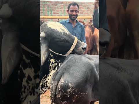 Latest new video vacha farming  #viral #mandi #dairy #cow