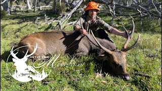 Sambar deer hunting, Vic high country (big stag backpack hunt)