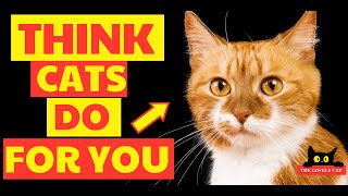 16 Things Your Cats Do for You Without You Knowing