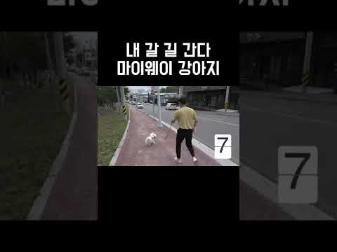 주인 바뀌어도 갈 길 가는 마이웨이 dog 🐶 #shorts