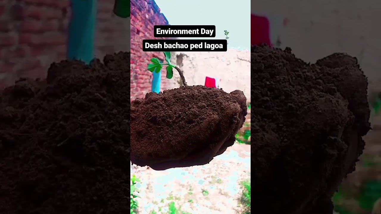 environment Day celebration 🎉🎉 Happy 😌😌😁 