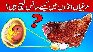 How Chicks Get Oxygen Inside their Eggs | Fact Man